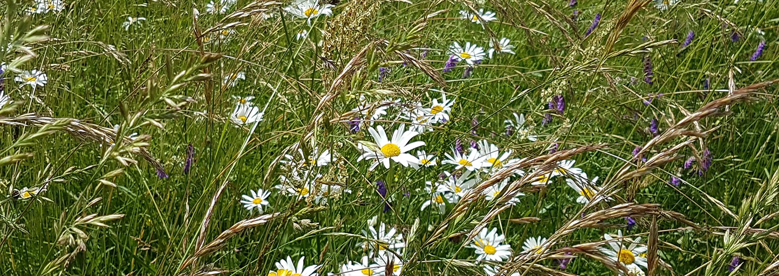 Wiese mit Wildblumen